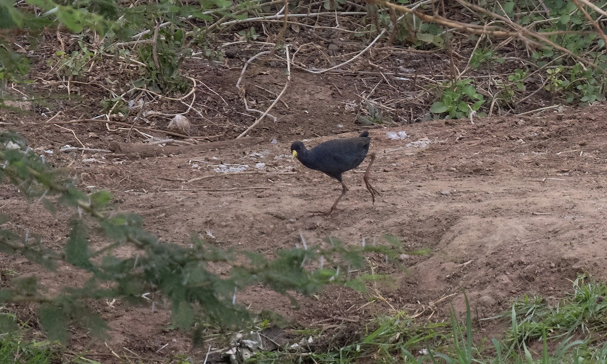 Black Crake - ML638247263