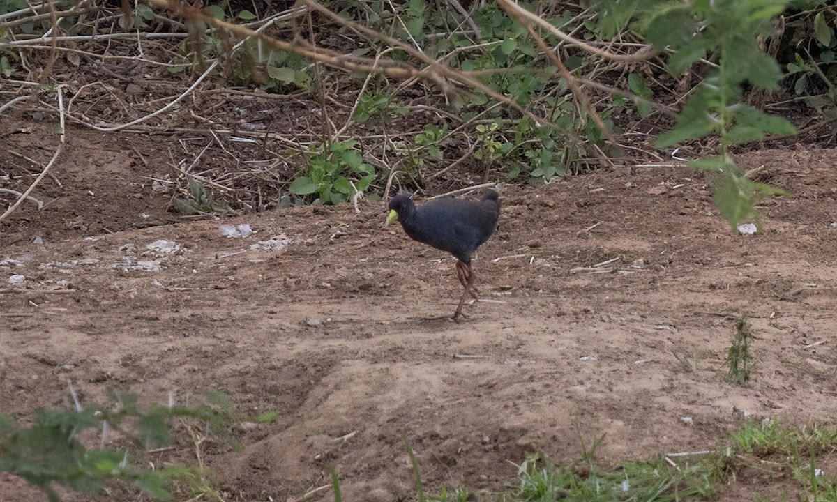 Black Crake - ML638247264