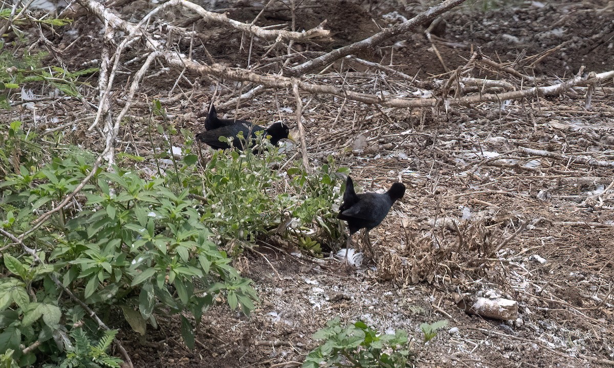 Black Crake - ML638247265