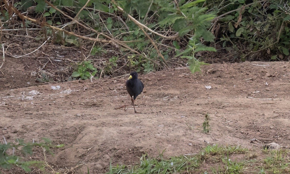 Black Crake - ML638247266