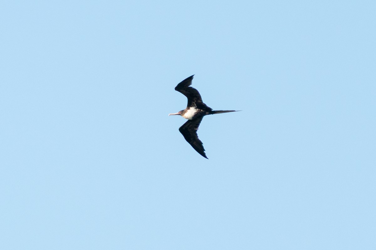 Bindenfregattvogel - ML638247267