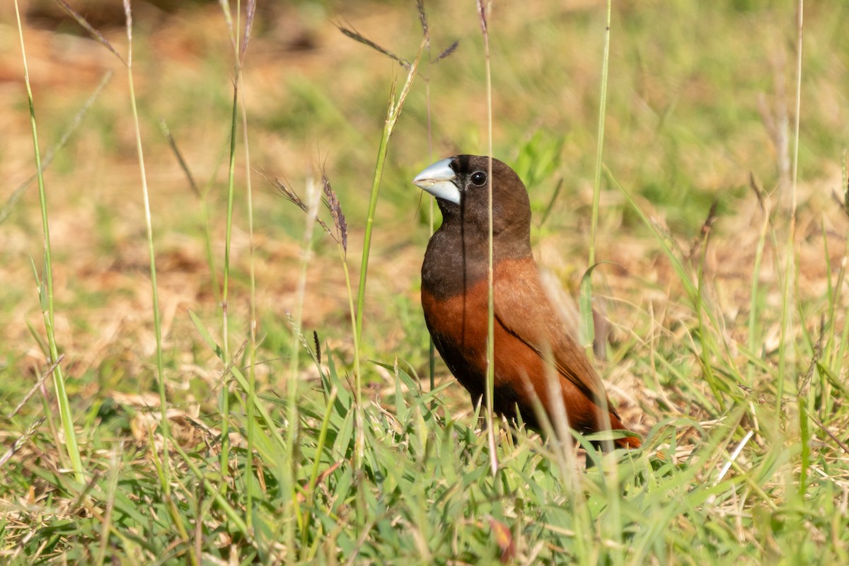 Chestnut Munia - ML638247277
