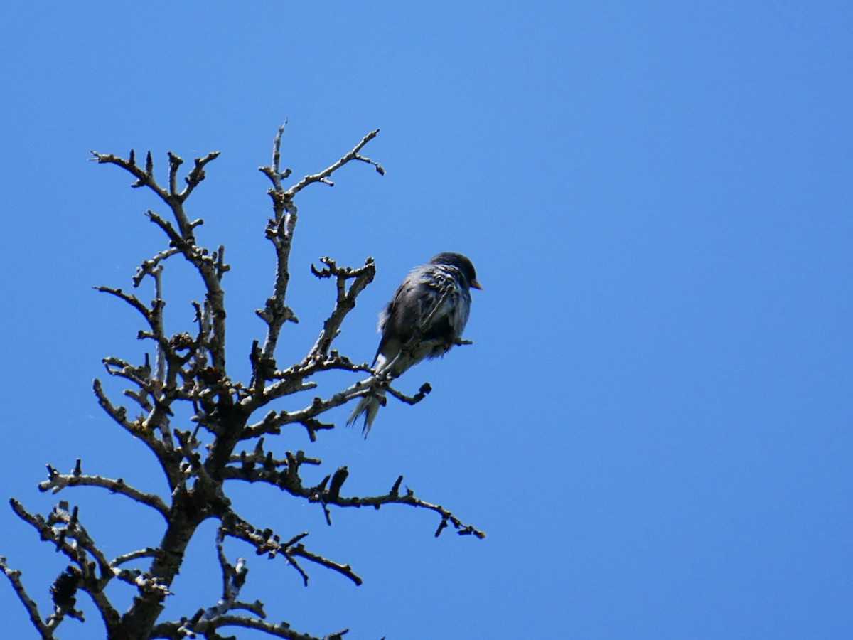 Dark-eyed Junco - ML638247295