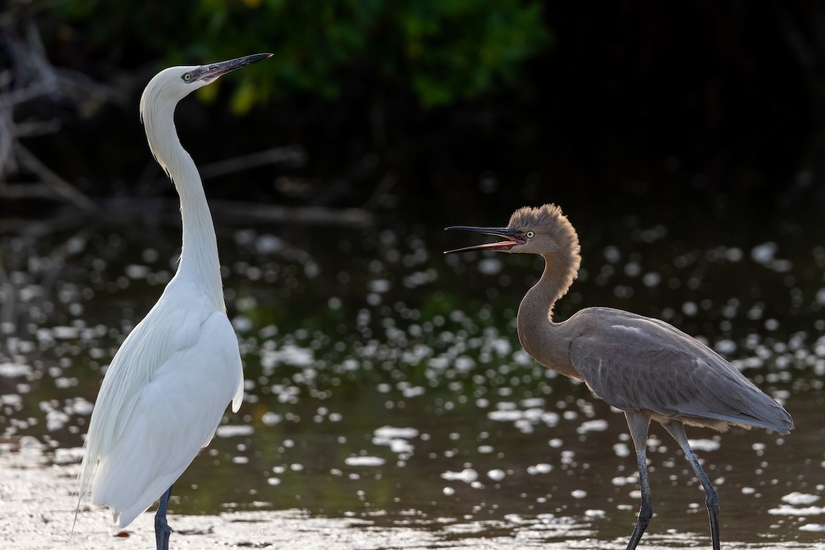Reddish Egret - ML638247299