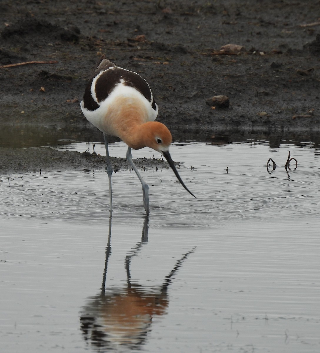 Avocette d'Amérique - ML638247301