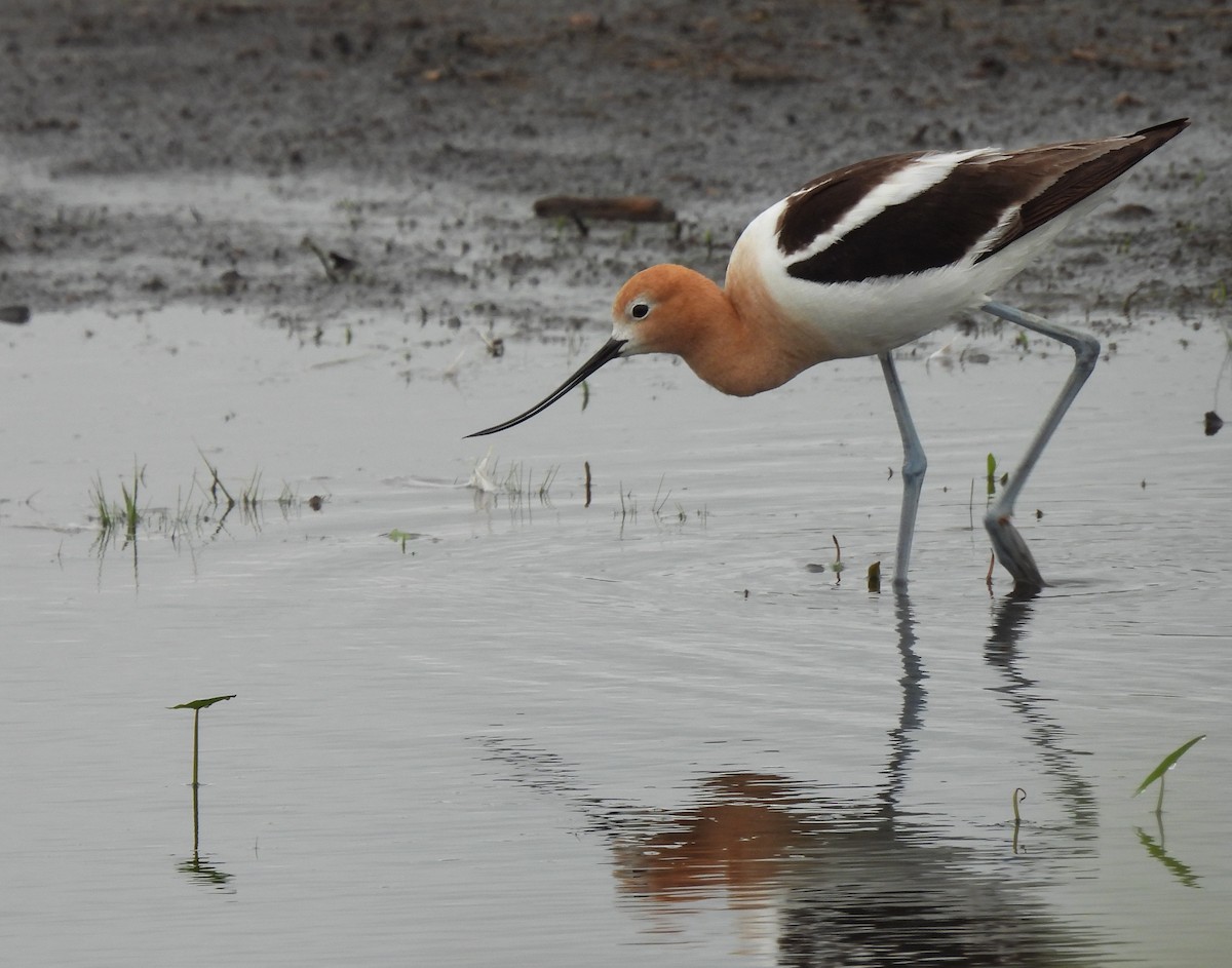 Avocette d'Amérique - ML638247302