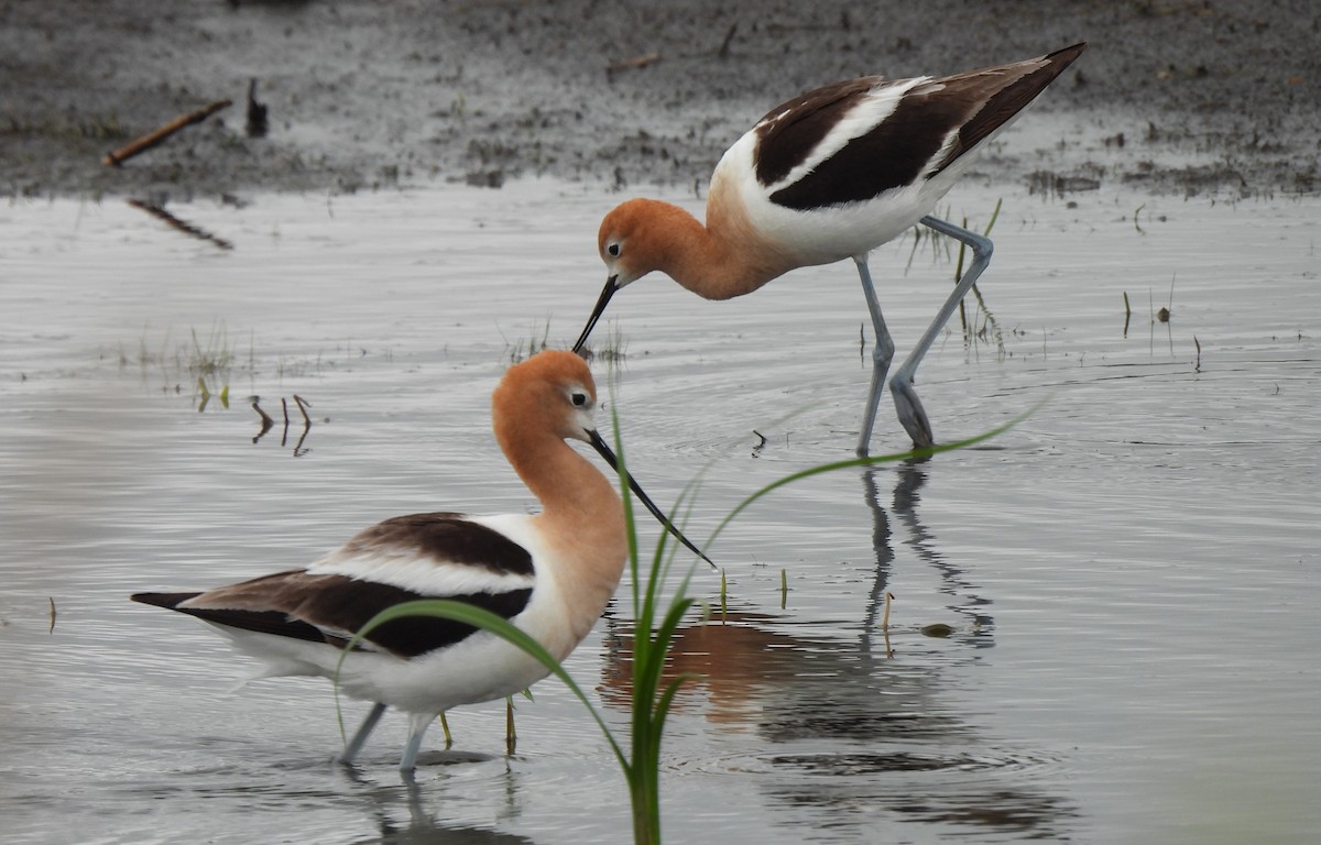 Avocette d'Amérique - ML638247303