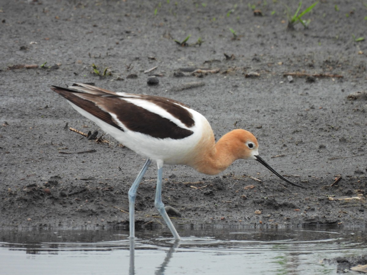 Avocette d'Amérique - ML638247304