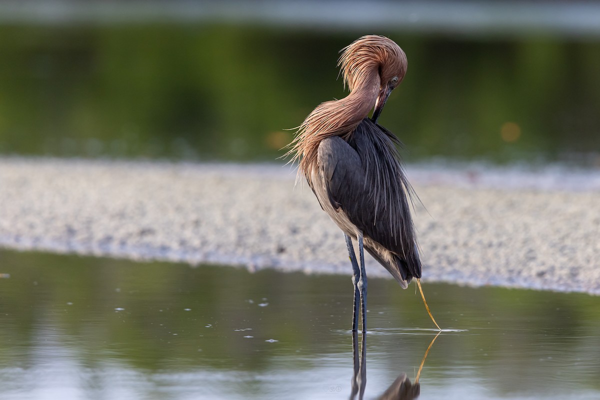 Reddish Egret - ML638247305