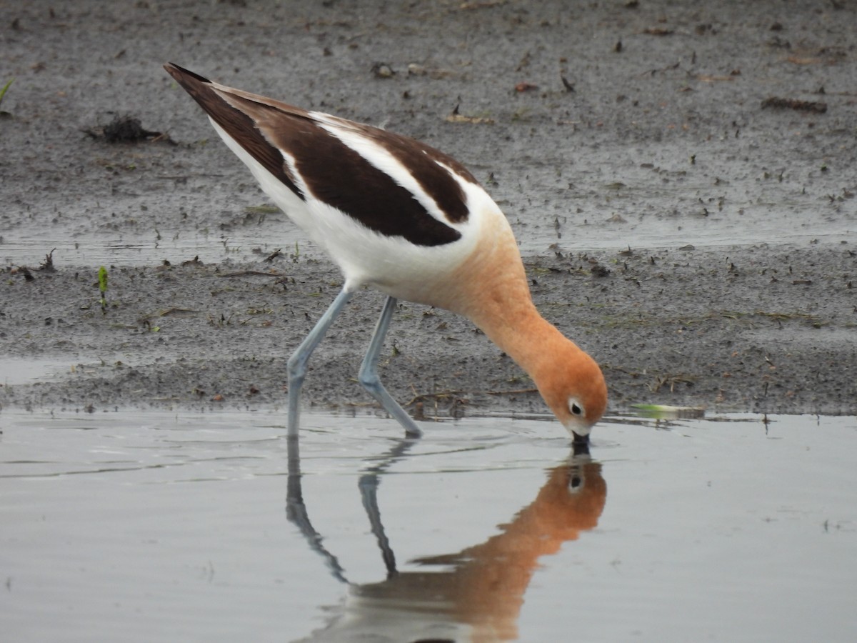 Avocette d'Amérique - ML638247306
