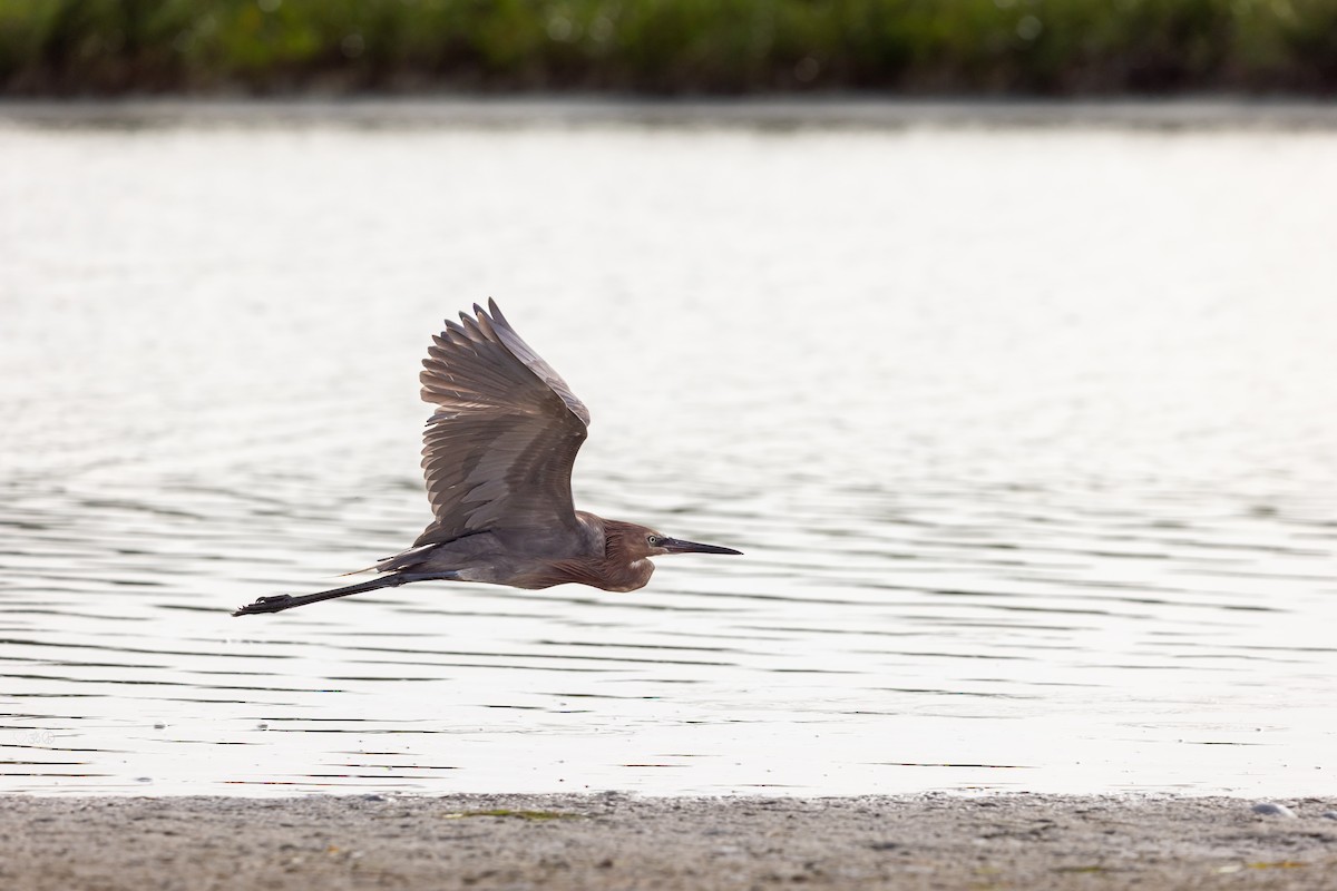 Reddish Egret - ML638247308