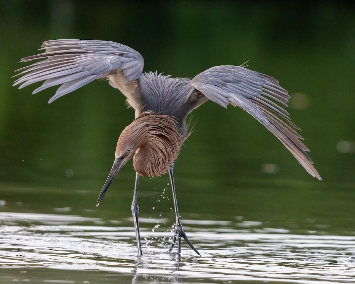 Reddish Egret - ML638247309