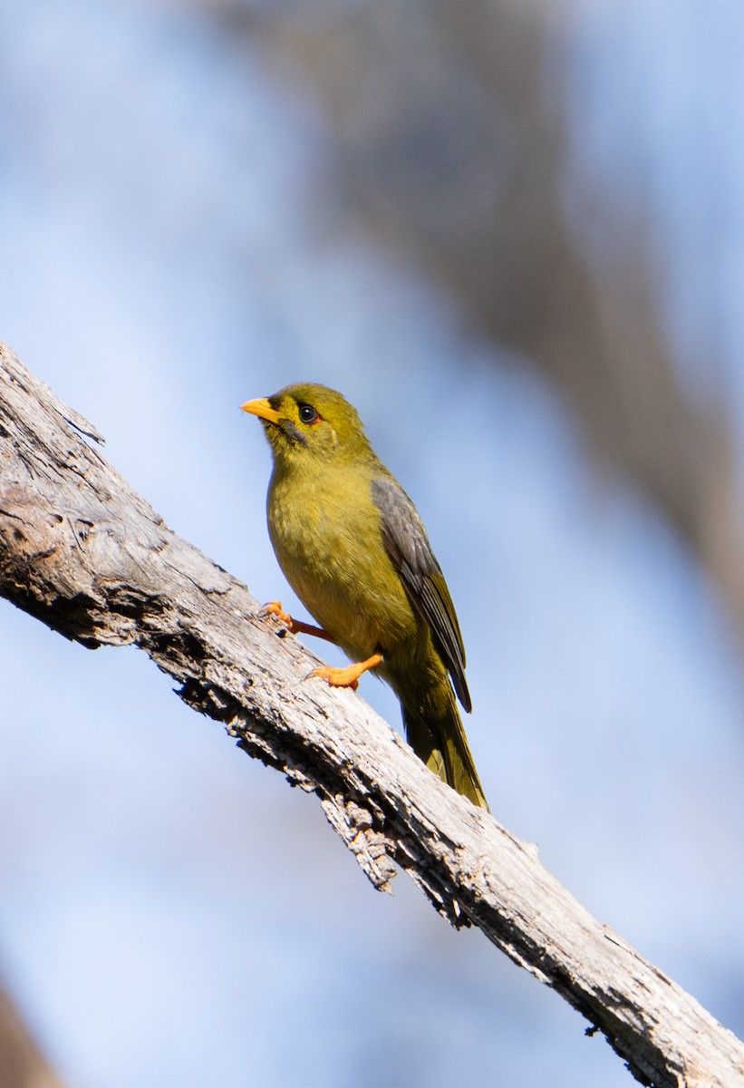 Bell Miner - ML638247322