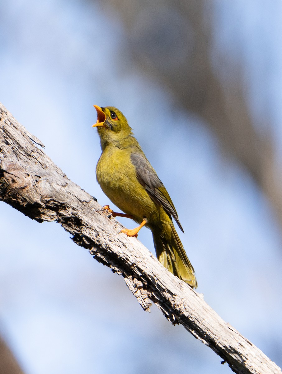 Bell Miner - ML638247323