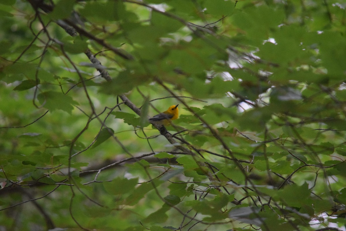 Prothonotary Warbler - ML638247325