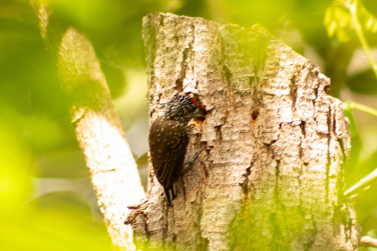Spotted Piculet - ML638247326