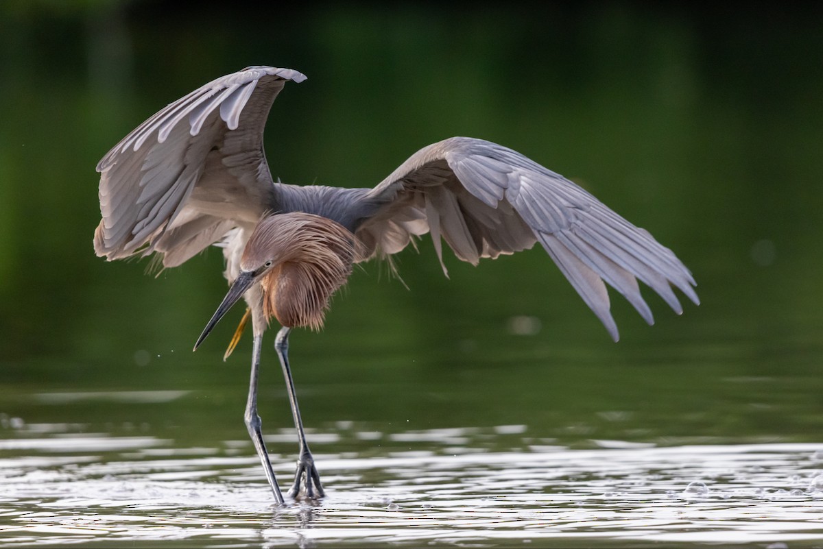 Reddish Egret - ML638247336