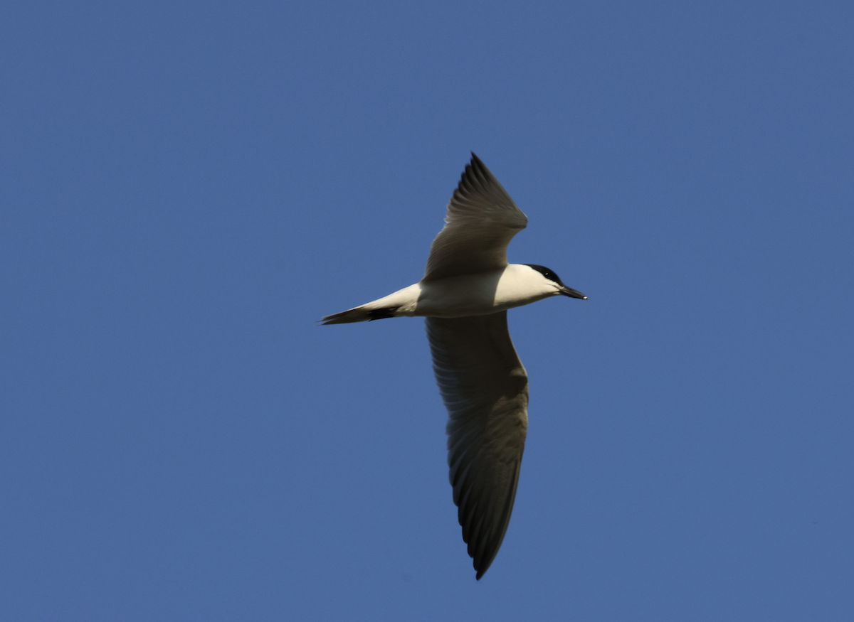 Gull-billed Tern - ML638247337