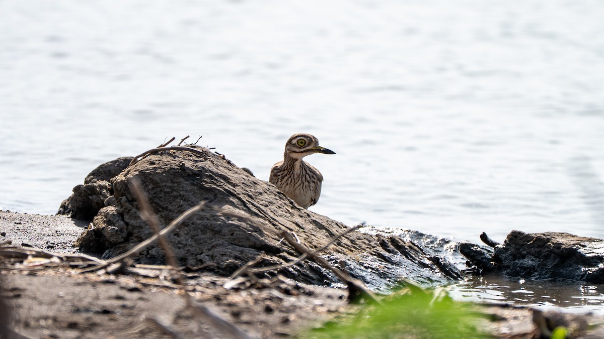 Senegal Thick-knee - ML638247338