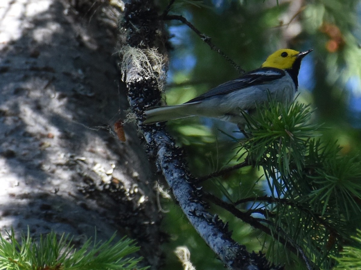 Hermit Warbler - ML638247341