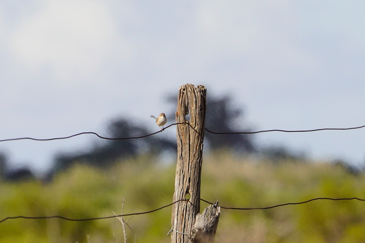 White-winged Fairywren - ML638247353