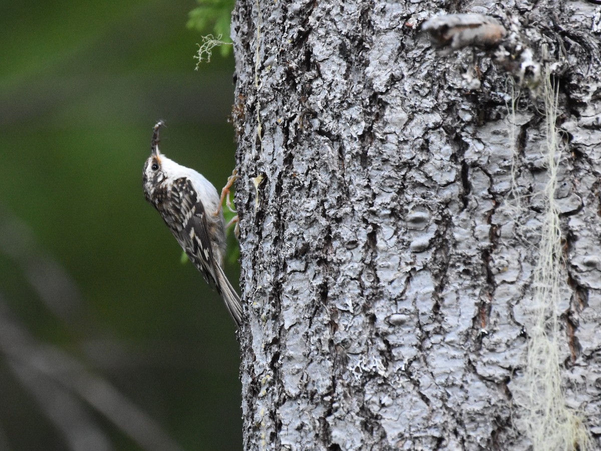 Brown Creeper - ML638247376