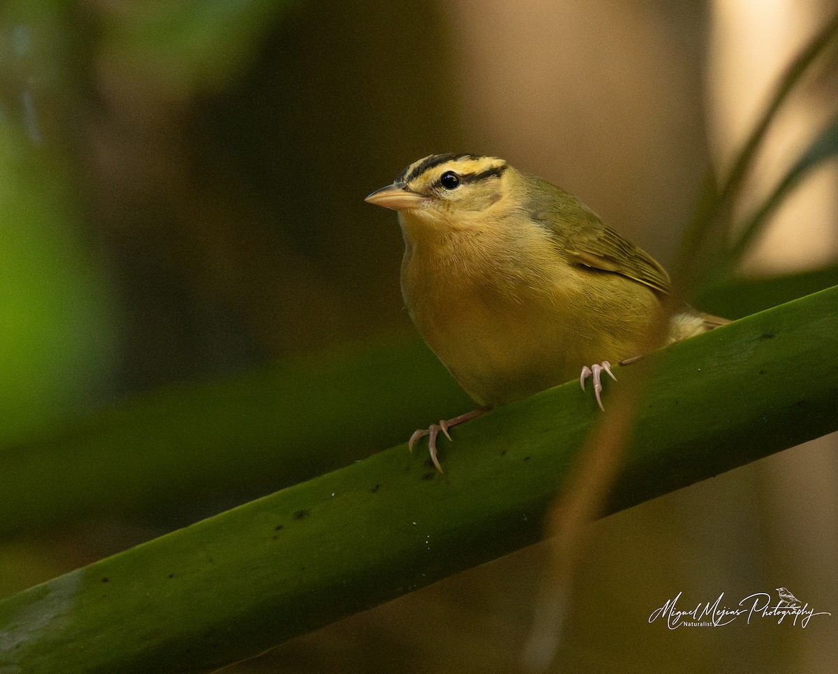 Worm-eating Warbler - ML638247406