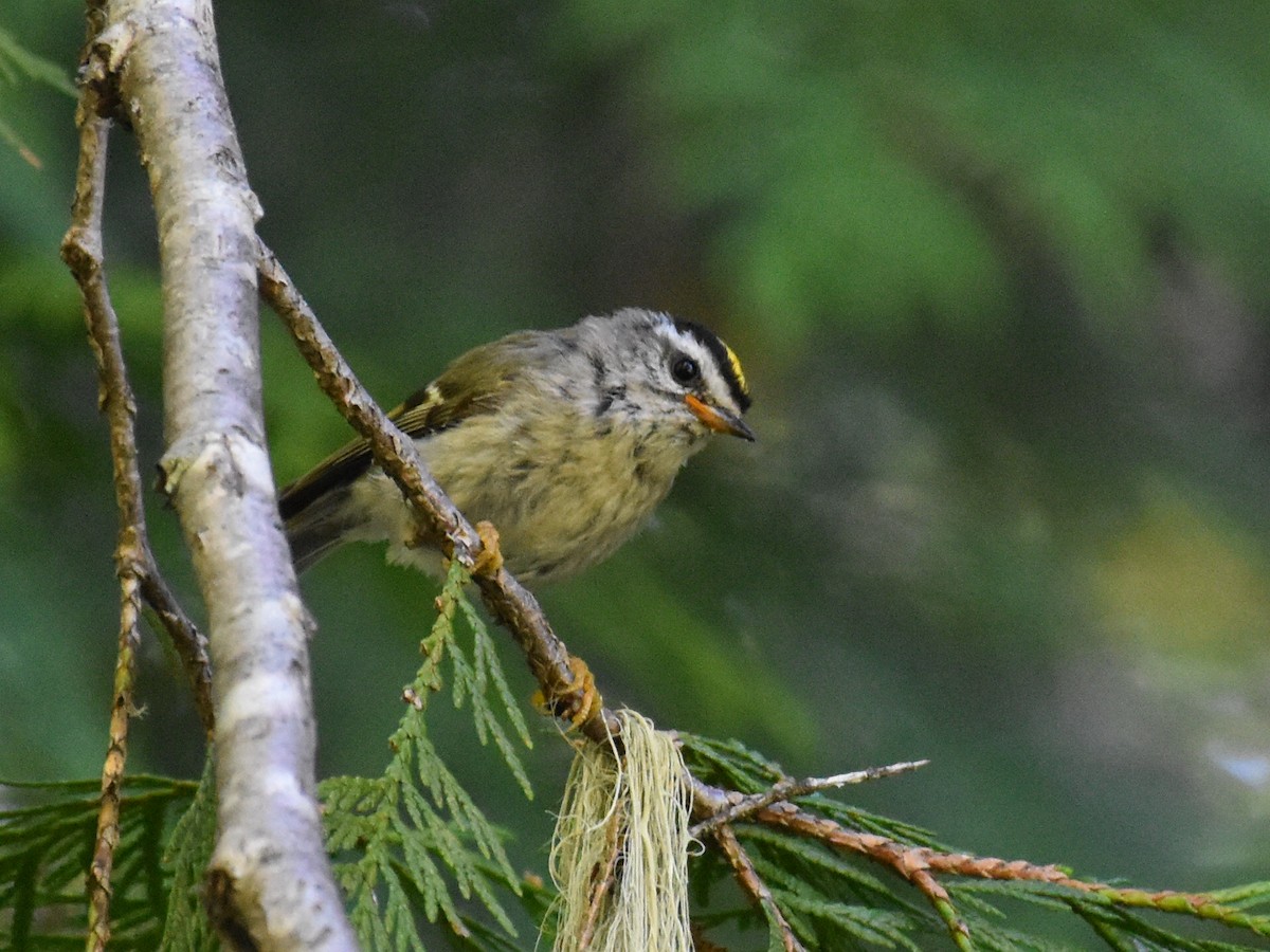 Golden-crowned Kinglet - ML638247441