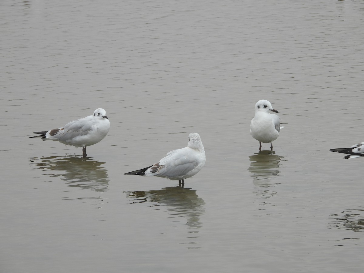 Andean Gull - ML638247450