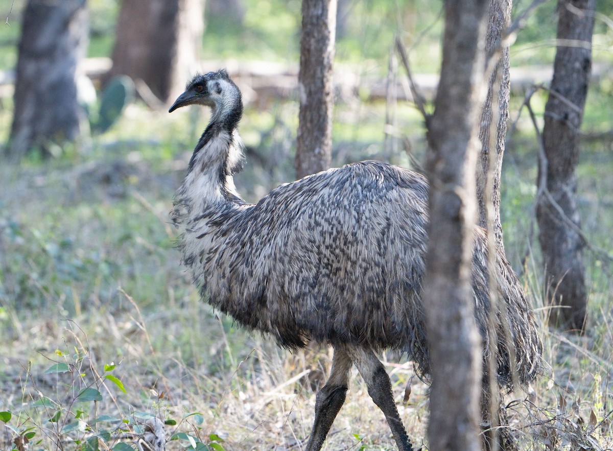 Emu - ML638247463