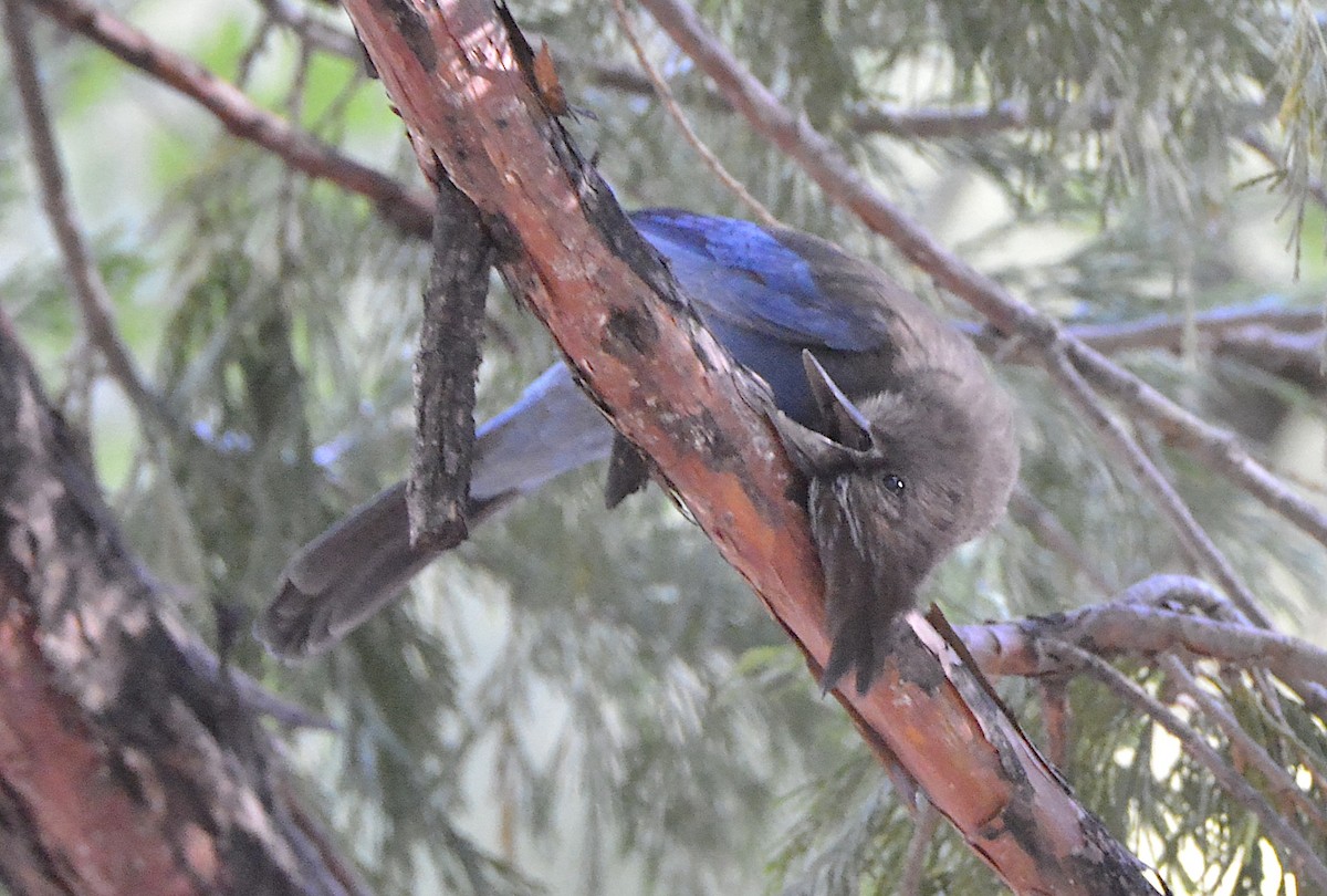 Steller's Jay - ML638247464