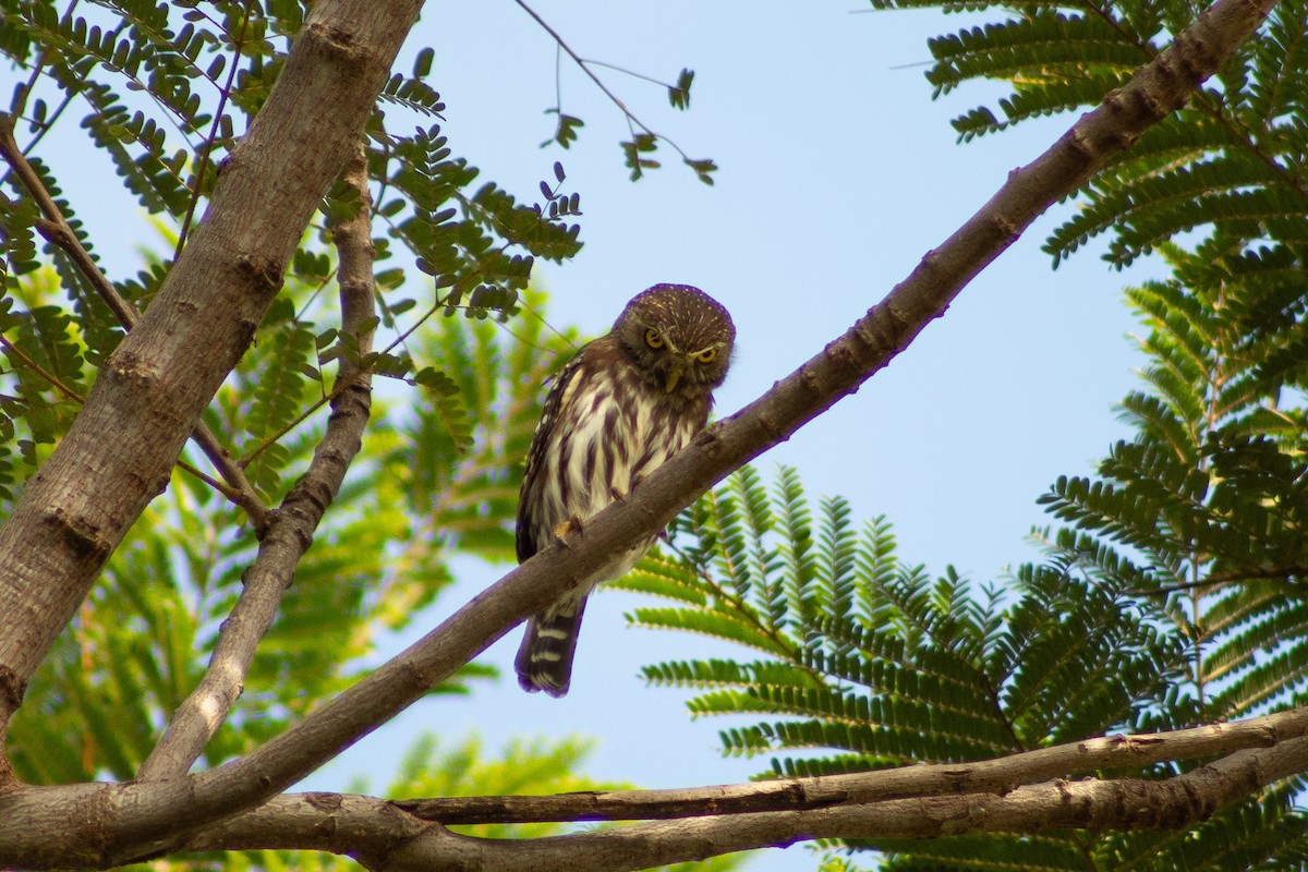 Ferruginous Pygmy-Owl - ML638247471