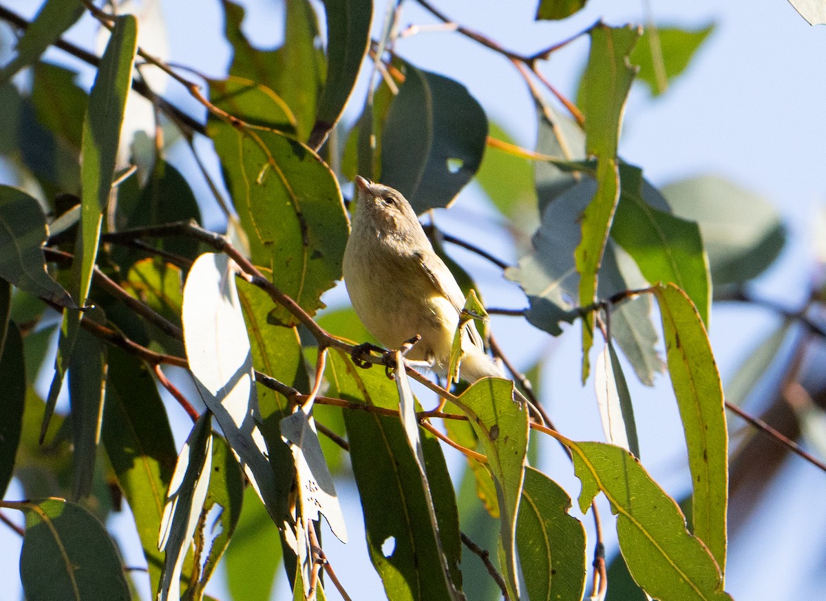 Weebill - ML638247476