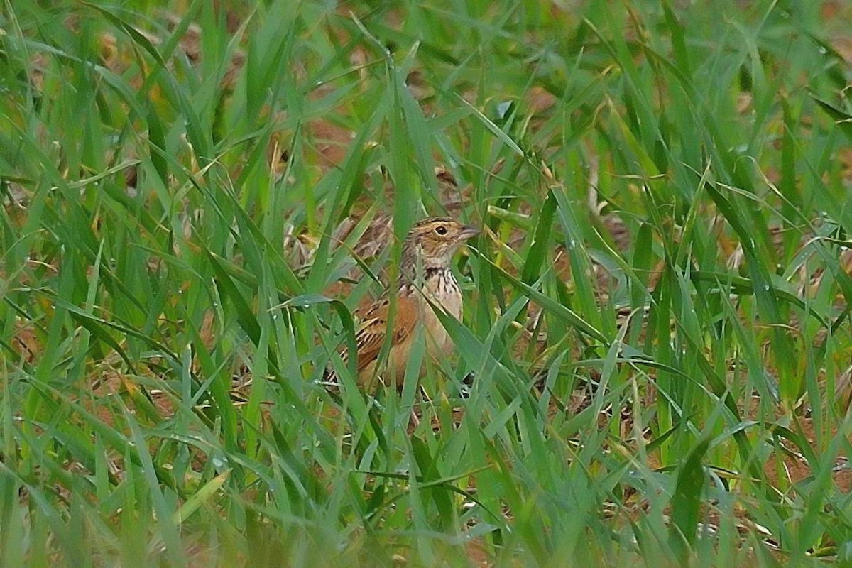 Singing Bushlark (Australasian) - ML638247485