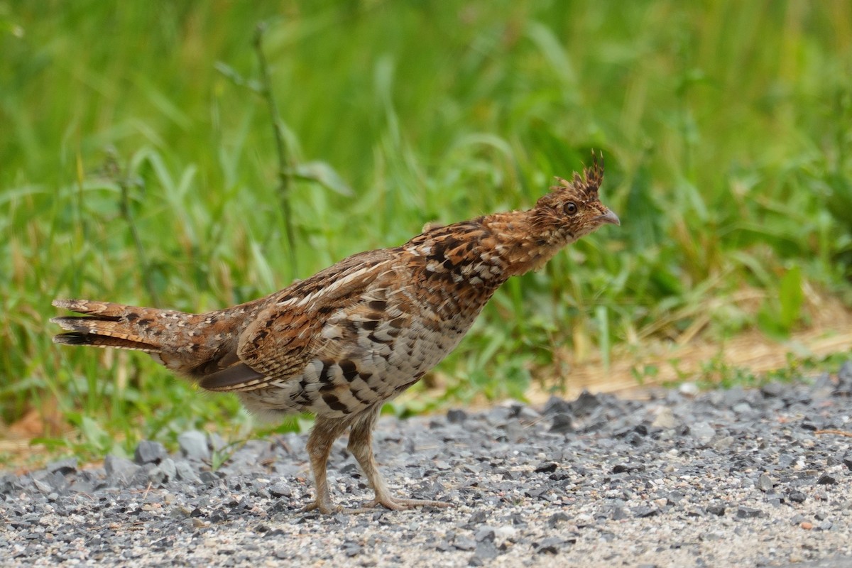 Ruffed Grouse - ML638247487