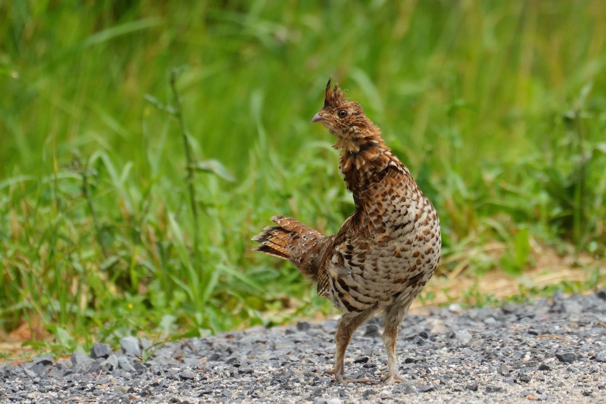 Ruffed Grouse - ML638247490