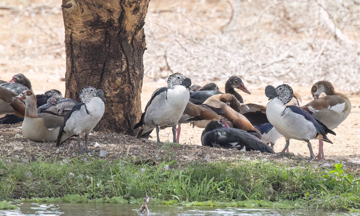 Knob-billed Duck - ML638247502