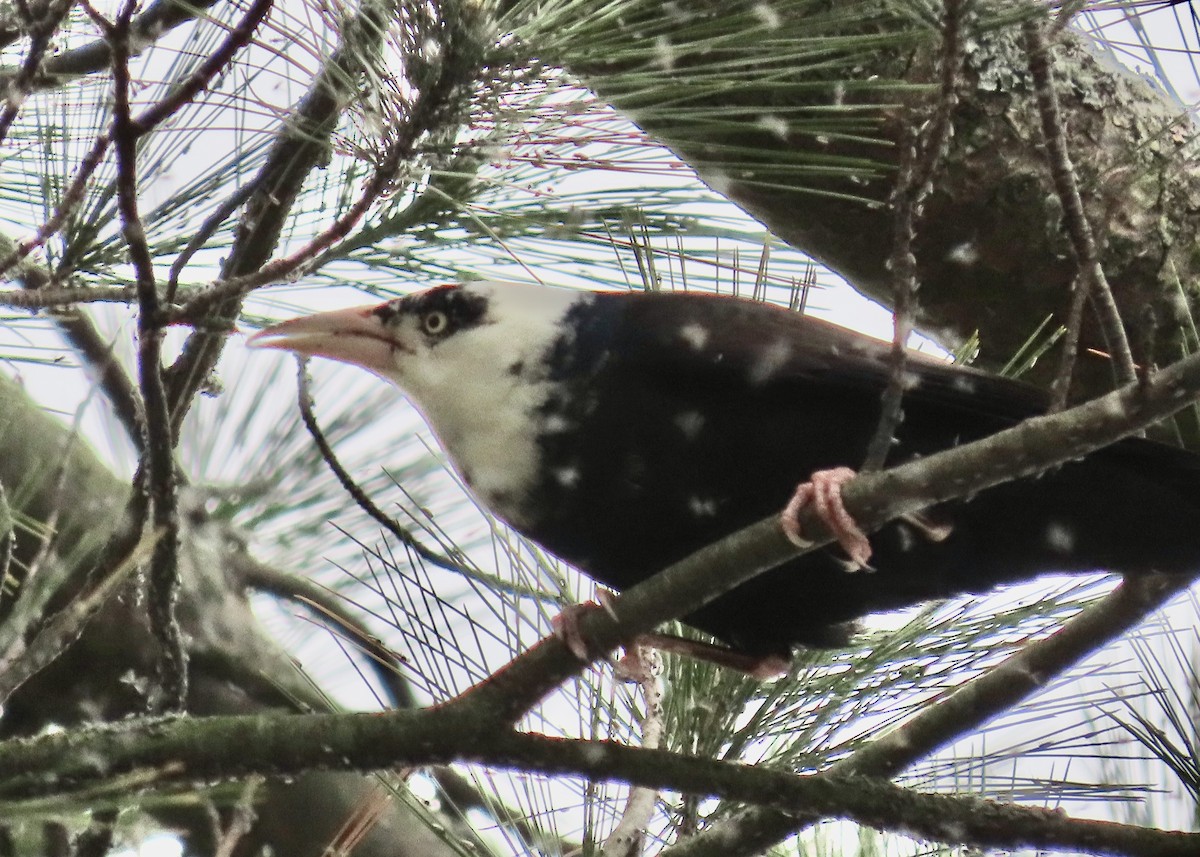 Common Grackle - ML638247517