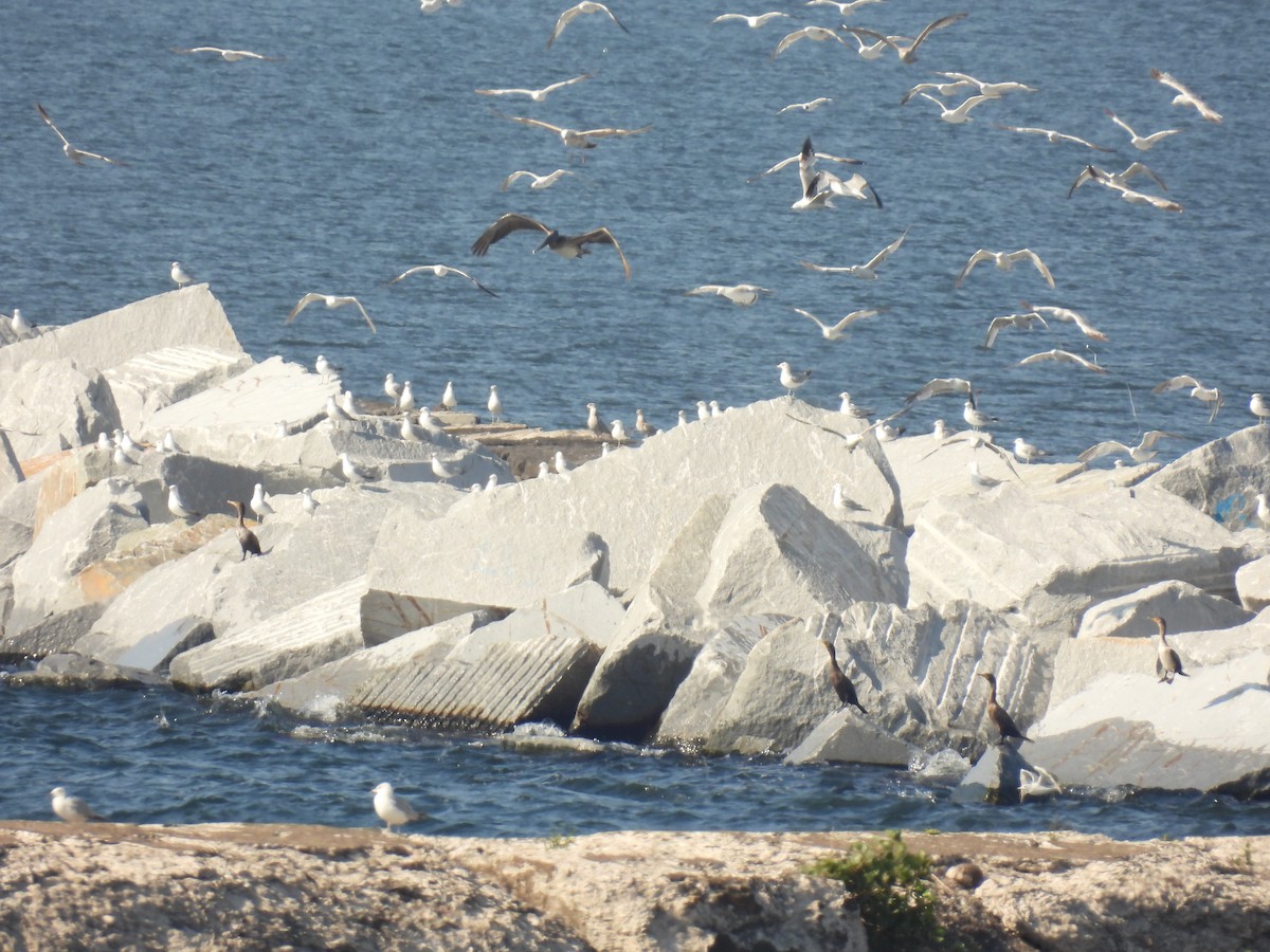 Brown Pelican - ML638247519