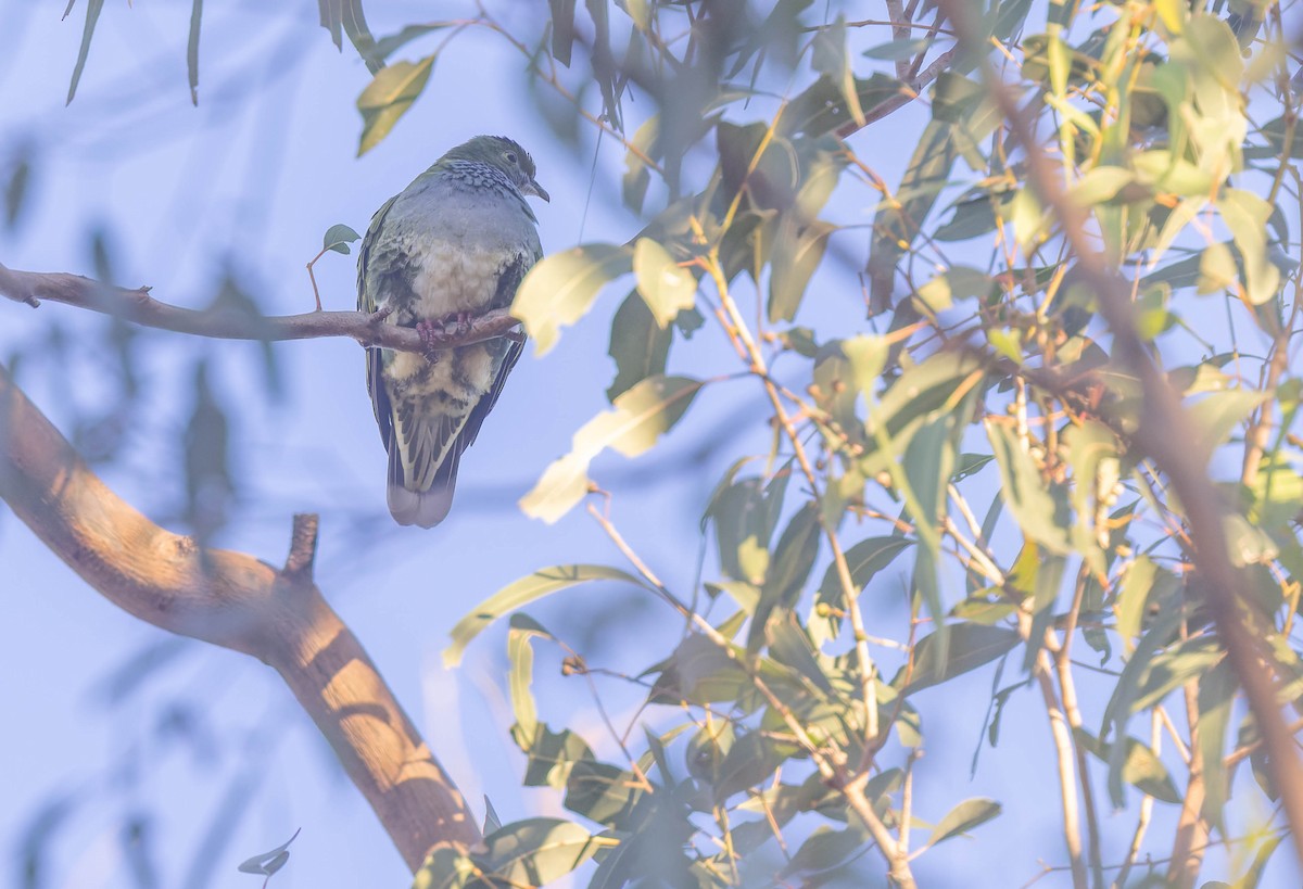Superb Fruit-Dove - ML638247520