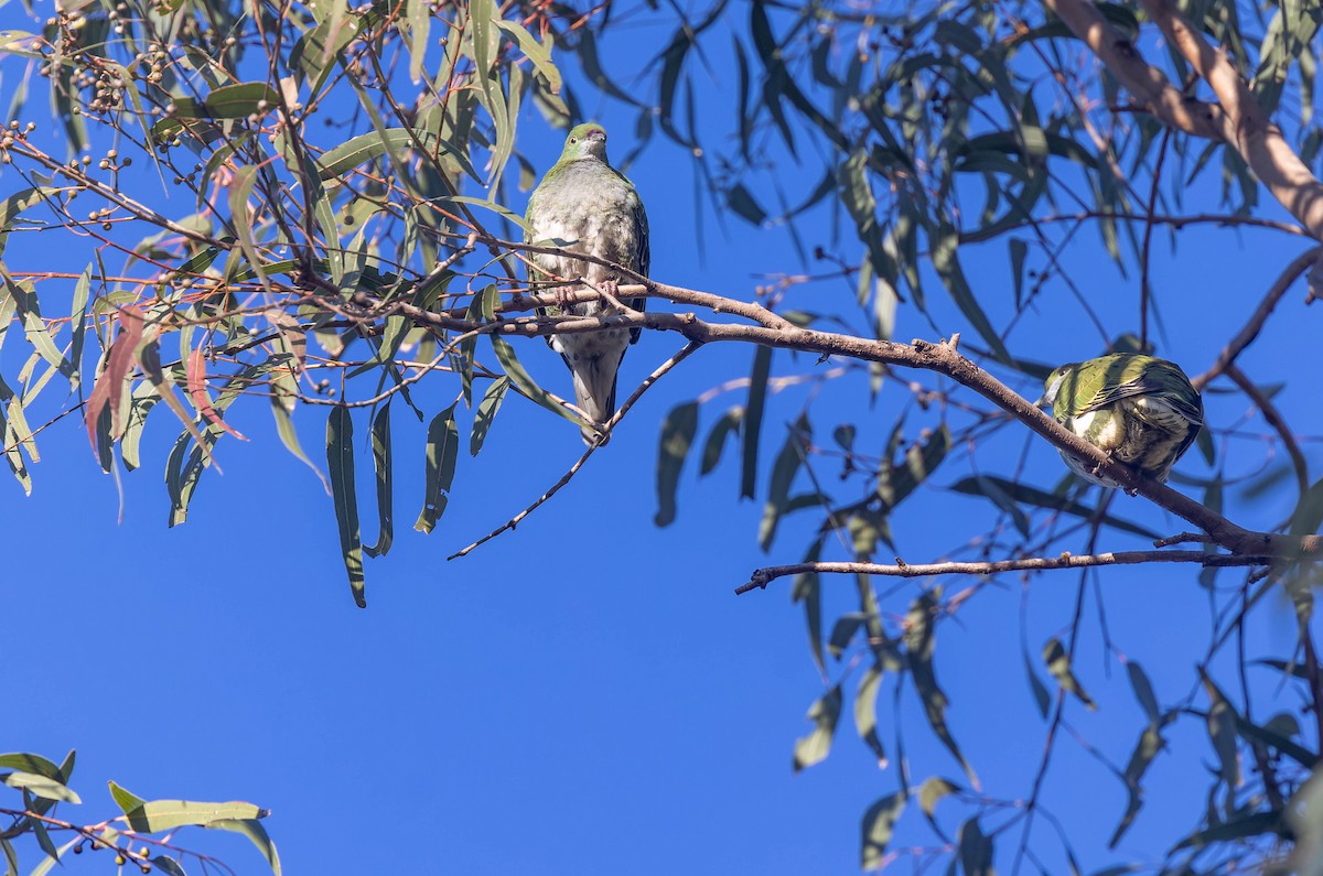Superb Fruit-Dove - ML638247521