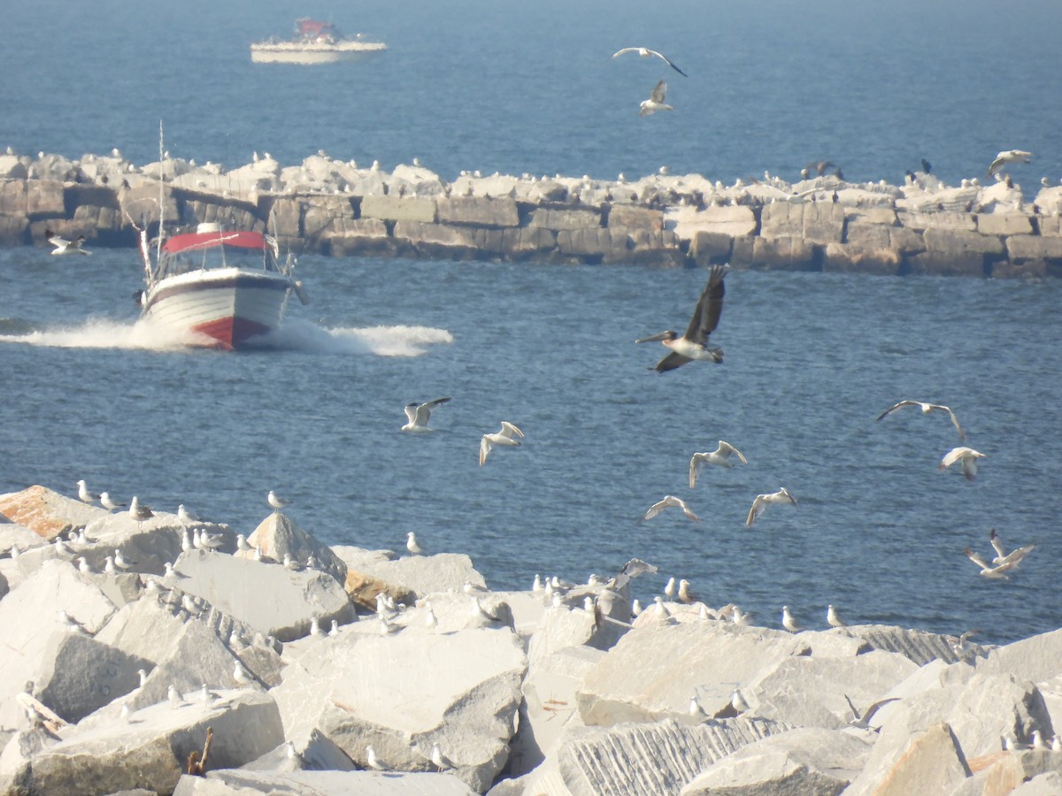 Brown Pelican - ML638247525