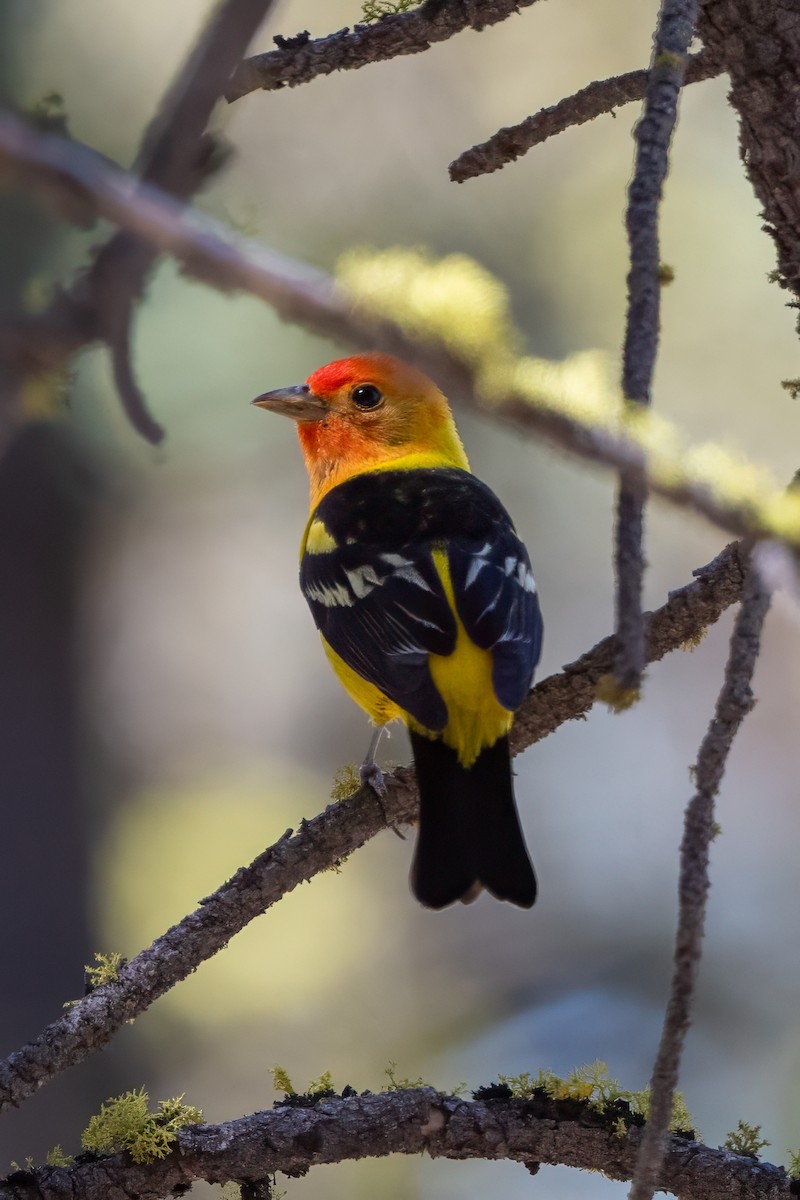 Western Tanager - ML638247526