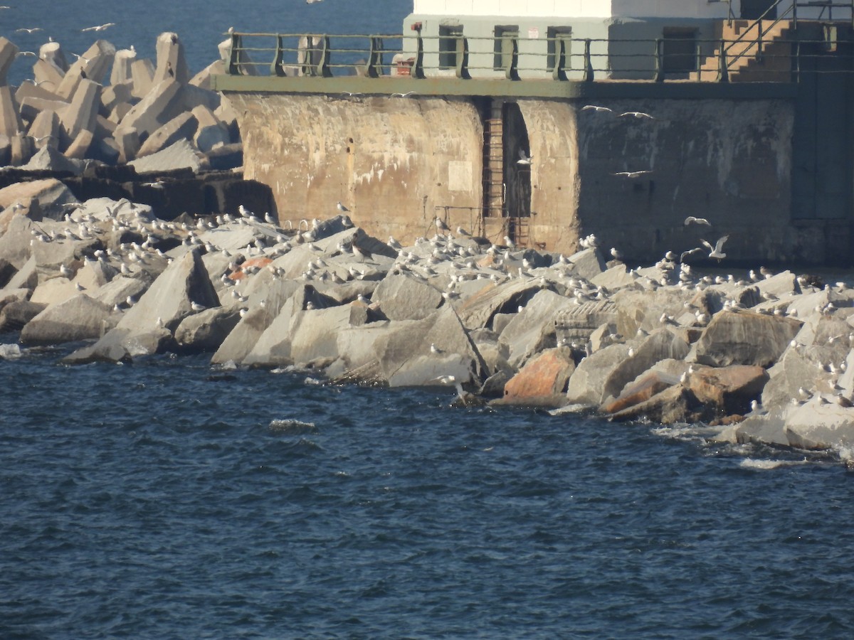 Brown Pelican - ML638247529