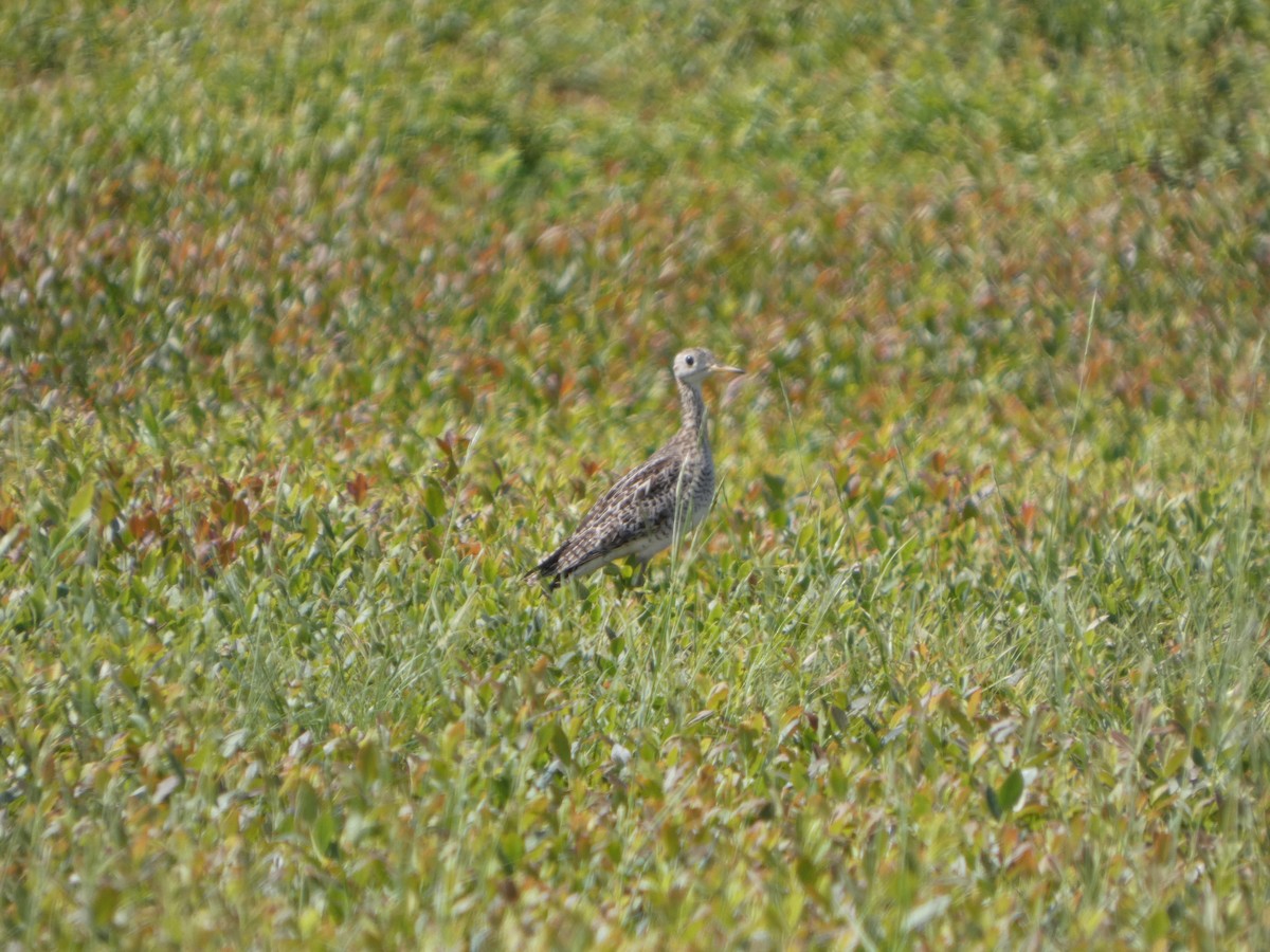 Upland Sandpiper - ML638247531