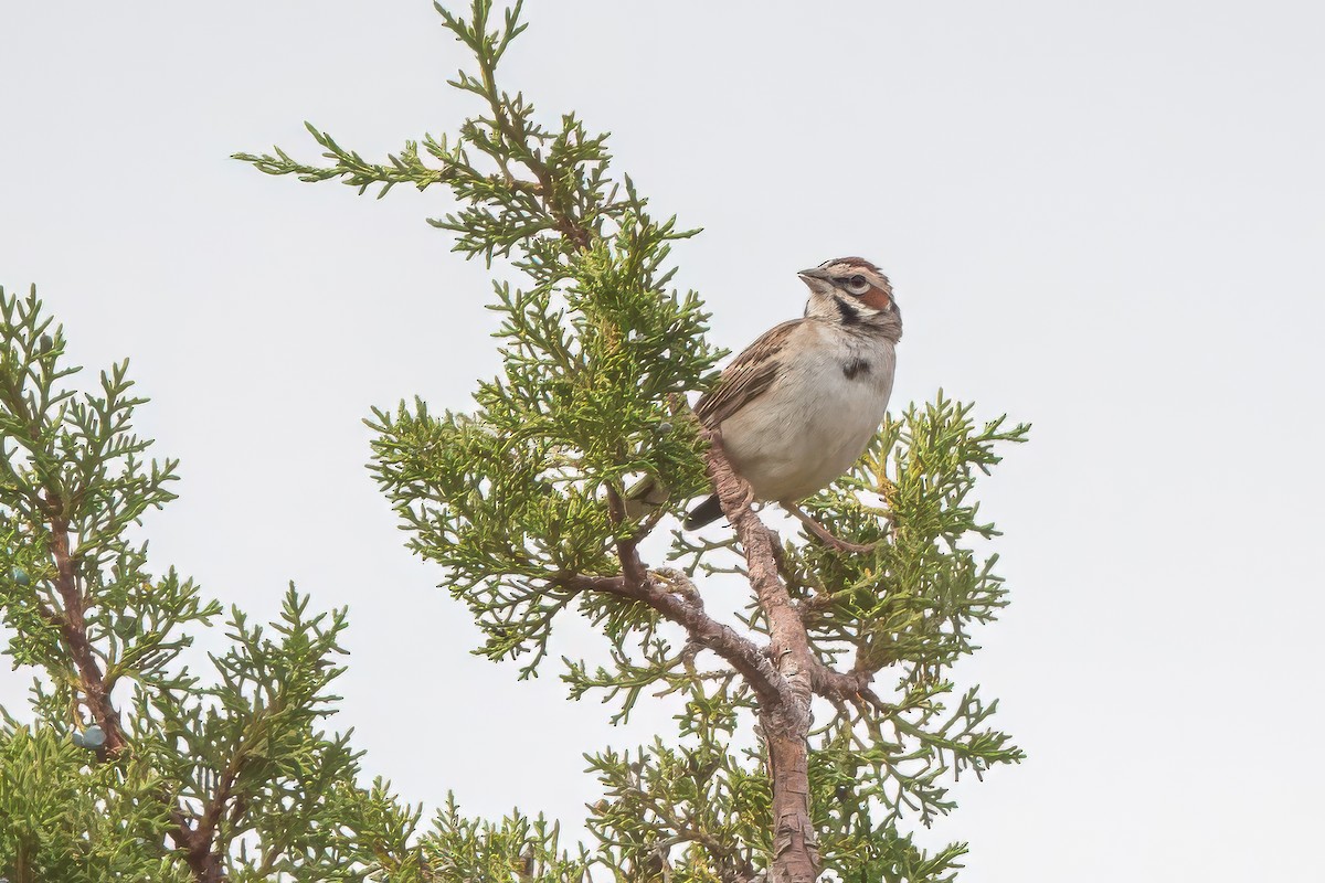 Lark Sparrow - ML638247532