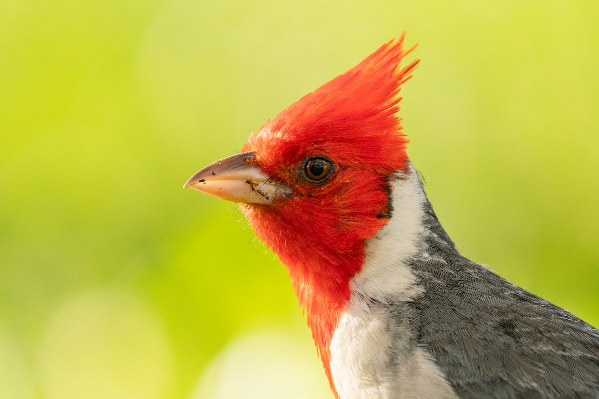Red-crested Cardinal - ML638247534