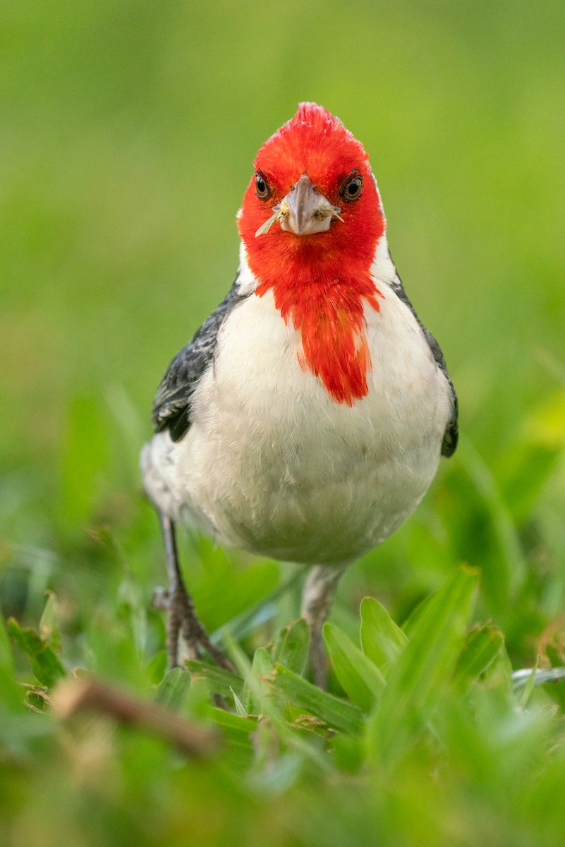 Red-crested Cardinal - ML638247535