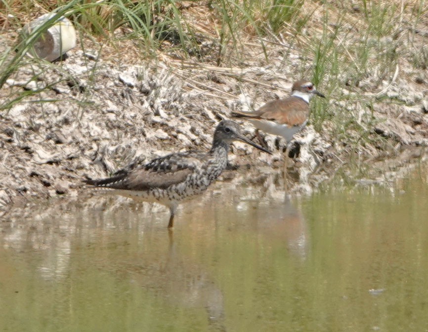 Greater Yellowlegs - ML638247540