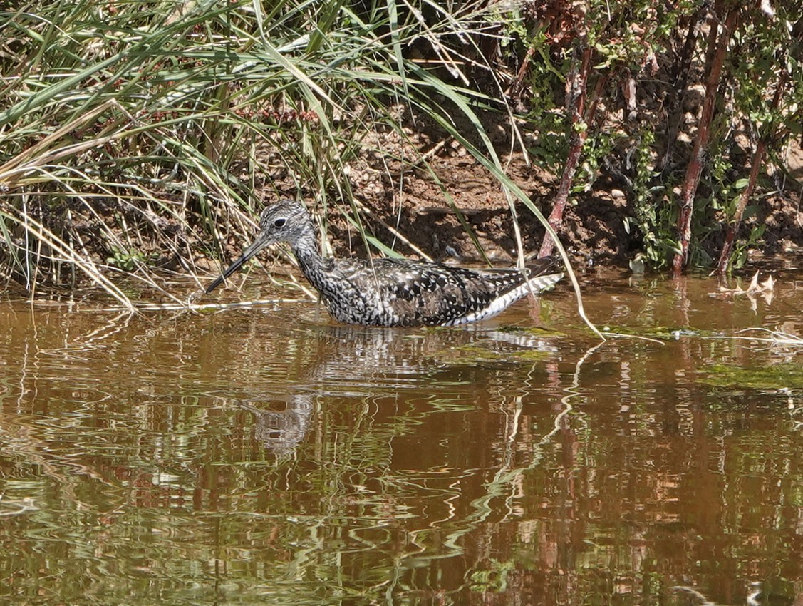 Greater Yellowlegs - ML638247541